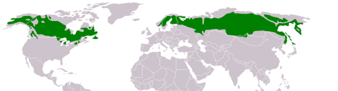 Verdenskart med oversikt over sibirsk lerk
